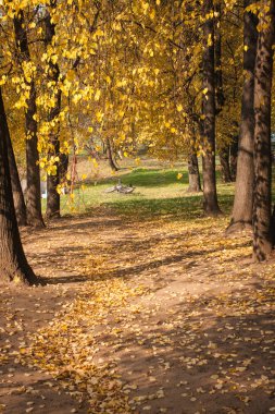 Moskova'da güzel sonbahar park
