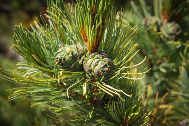 yeşil çam kozalakları
