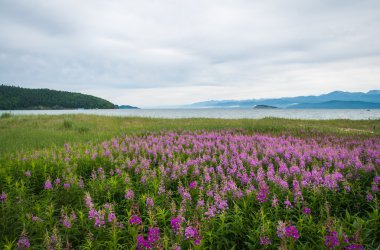 Field of fireweed clipart