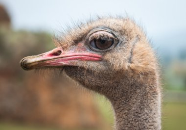 Yetişkin devekuşu portresi