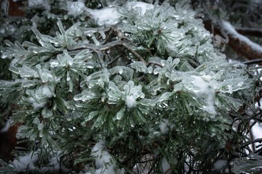 Buzlu dalları kış park içinde ağaç