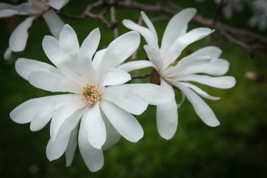 Güzel bahar çiçekleri