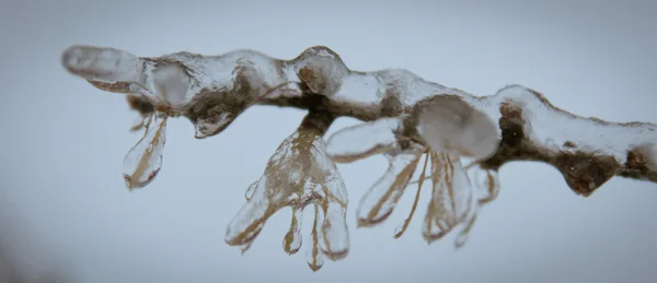 Ramos gelados de árvore no parque de inverno — Fotografia de Stock