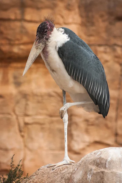 Schöner Wildvogel — Stockfoto