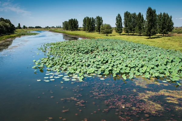 Lotus bloom in the delta of the Volga — Stock Photo, Image