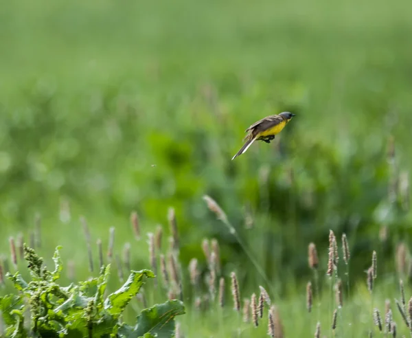 Gelber Vogel fliegt — Stockfoto