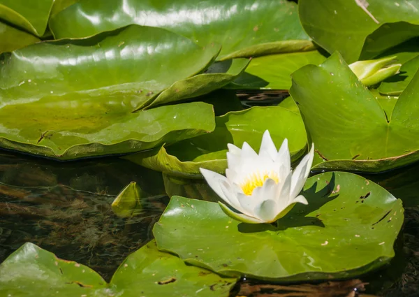 Hermosa flor de nenúfar , —  Fotos de Stock