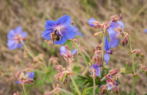 Últimas flores de verão — Fotografia de Stock