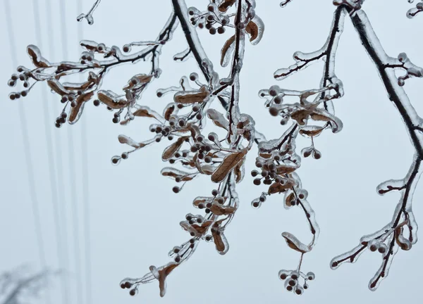 Ramos gelados de árvore no parque de inverno — Fotografia de Stock