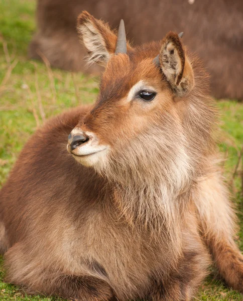 Portrait of cute deer — Stock Photo, Image