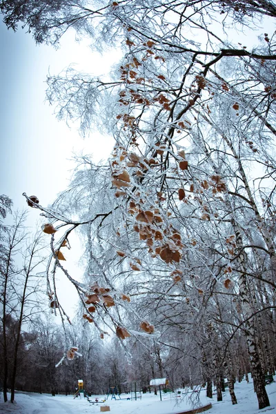 Iced branches of tree in winter park — Stock Photo, Image