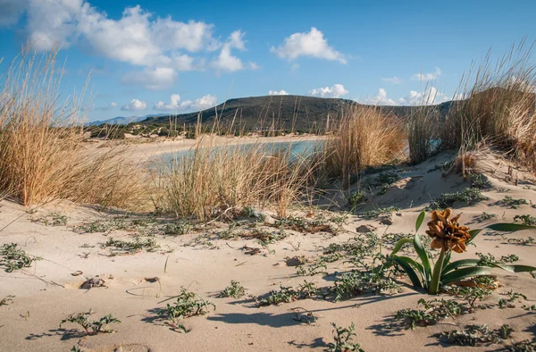 Morza i żółty kwiat na piasku — Zdjęcie stockowe