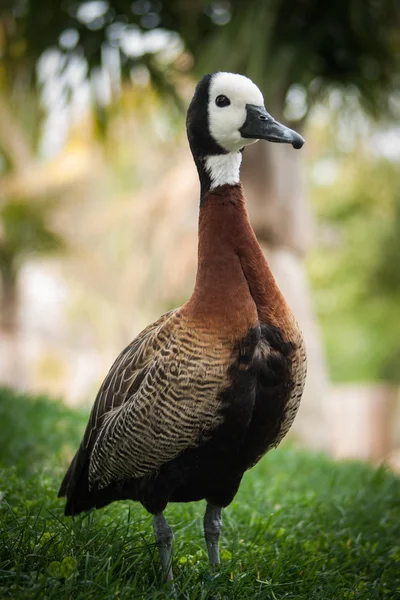 Canard mignon sur l'herbe — Photo