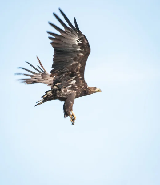 Eagle flying in sky — Stock Photo, Image