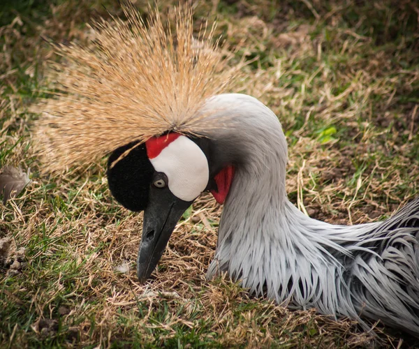 Belle secrétaire oiseau — Photo