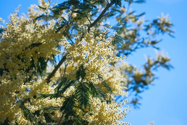 Mooie lentebloemen — Stockfoto