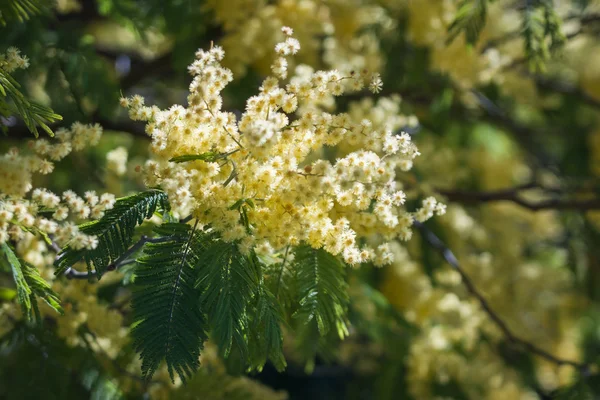 Mooie lentebloemen — Stockfoto