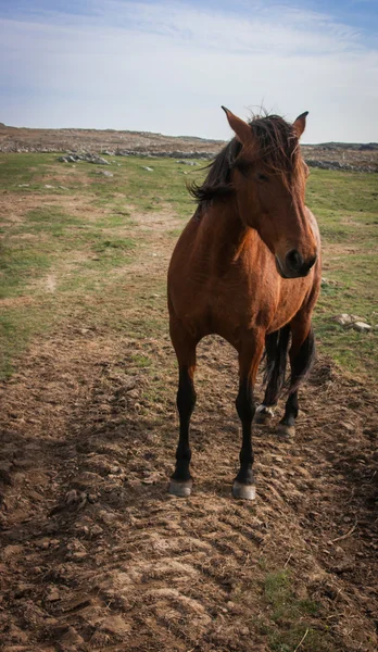 Bellissimo Cavallo a Guadamia — Foto Stock