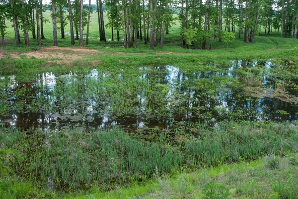 Country landscape whith reflection in the river — Stock Photo, Image