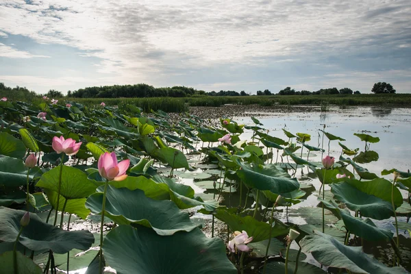 Florescer de lótus no delta do Volga Fotografia De Stock