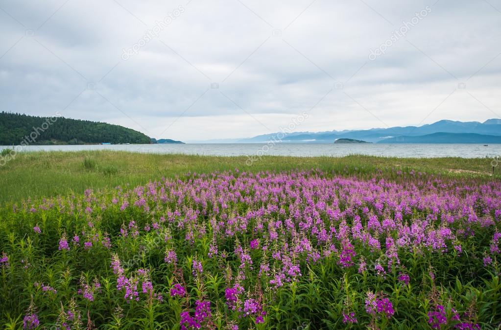 Field of fireweed