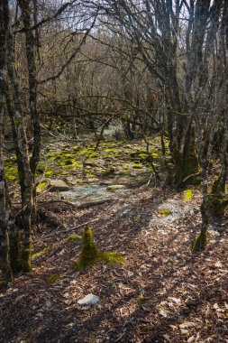 Kaptan Arcoudas eski taş köprü