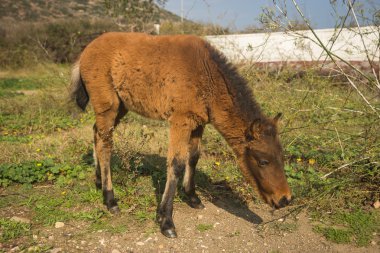 Skirian at