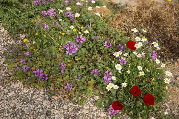 Flores de primavera no campo — Fotografia de Stock