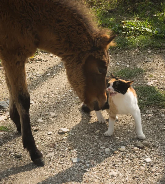 Cavallo di sciria e un gatto — Foto Stock