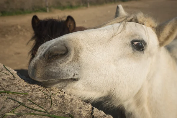 Cavallo di sciria — Foto Stock