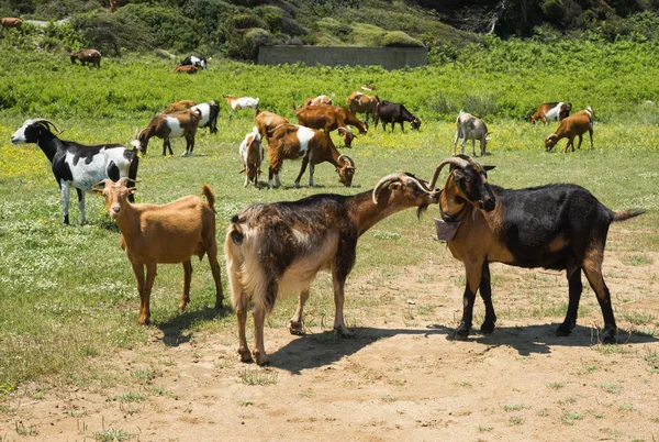 Goats in the meadow — Stock Photo, Image