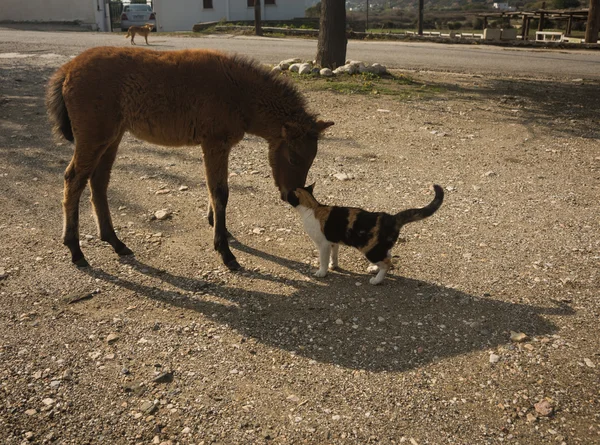 Cavalo de Skirian e um gato — Fotografia de Stock