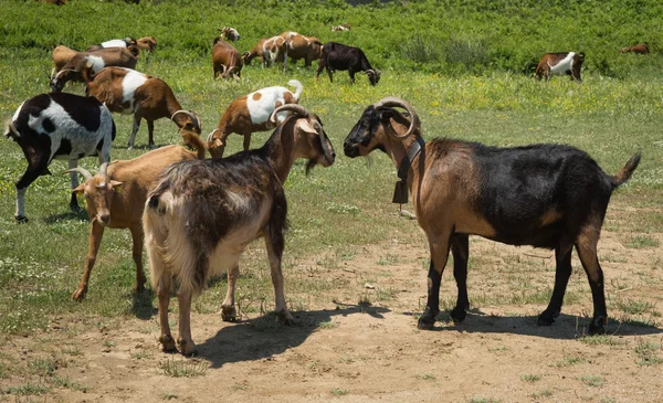 Geiten in het weiland — Stockfoto