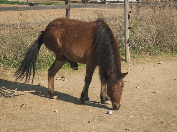 Cavallo di sciria — Foto Stock