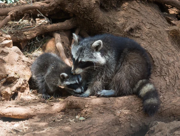 Lindos mapaches, madre y cachorro — Foto de Stock