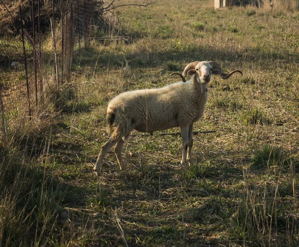 Troupeau de moutons dans la prairie — Photo