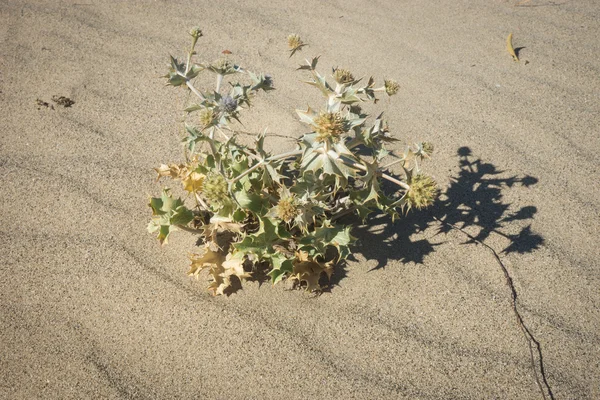 Flores e plantas na areia — Fotografia de Stock