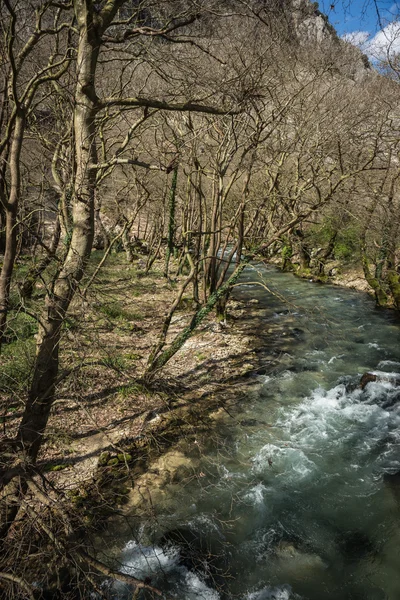 La forêt printanière et la rivière — Photo
