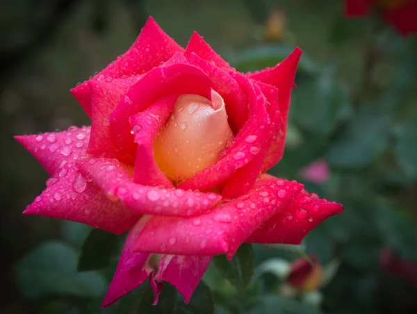 Schöne rote Rose — Stockfoto