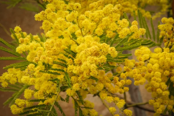 Mooie gele lentebloemen — Stockfoto