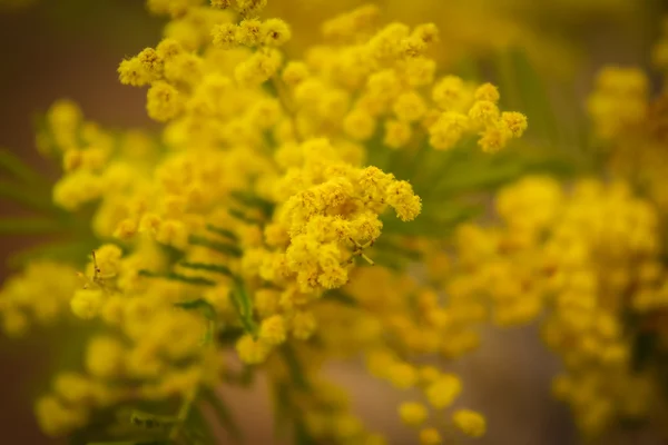 Mooie gele lentebloemen — Stockfoto