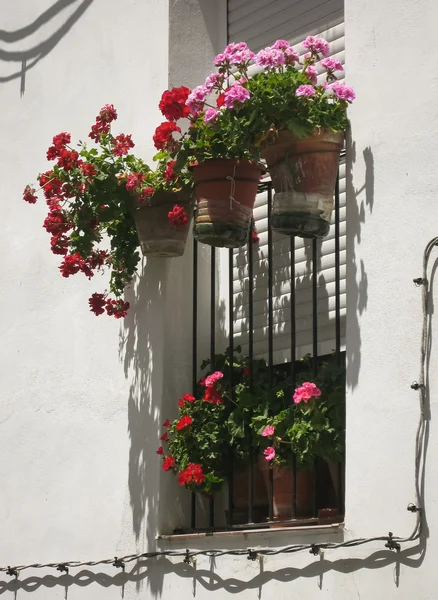 Kwiaty w Casorla, Andaluzja — Zdjęcie stockowe