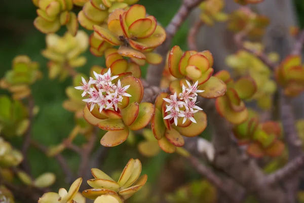 美しい多肉植物の花 — ストック写真