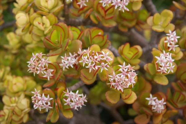 美しい多肉植物の花 — ストック写真