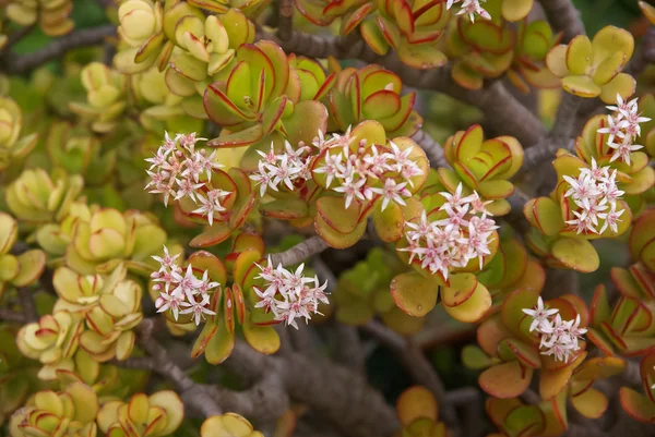 美しい多肉植物の花 — ストック写真