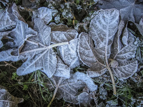 Gefrorenes Laub am Boden im Winter — Stockfoto