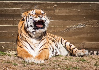 Yetişkin bengal kaplanı esnemek
