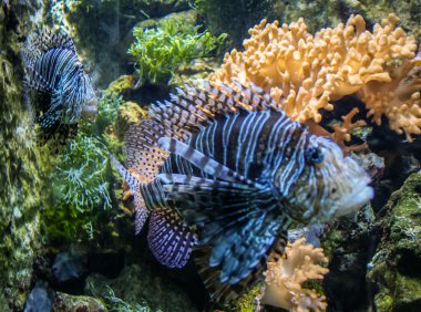 Spotfin Lionfish