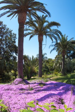 Glade Marimutra pembe çiçekler