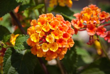 Andalusia içinde tropikal çiçek